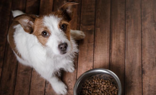 Futtermittelallergien beim Hund