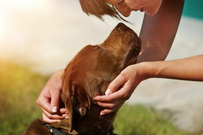 Hund belohnen: Die besten Methoden im Ăberblick