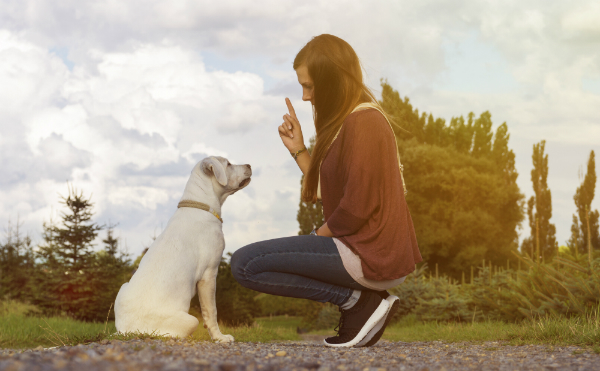 Mit dem richtigen Training kann dem Hund Fehlverhalten abtrainiert oder bei Welpen vorgebeugt werden