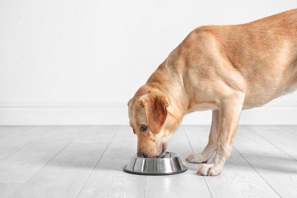 Die Futtermittelallergie ist unter Hunden weit verbreitet