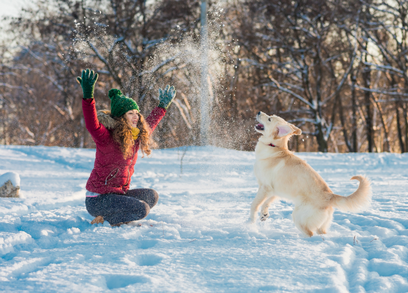 Hunde im Winter HundeKausnacks Magazin