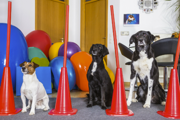 In Hundeschulen sind Hunde jeder Rasse und jeden Alters willkommen