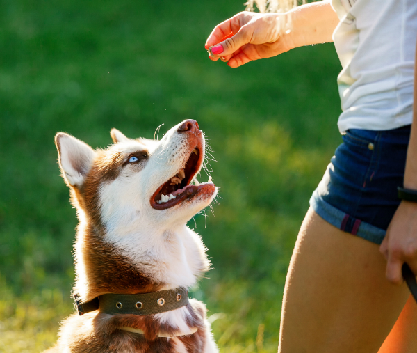 Belohnung ist beim Training sehr wichtig, damit der Hund positiv bestärkt wird