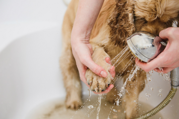 Pfotenpflege beim Hund im Winter