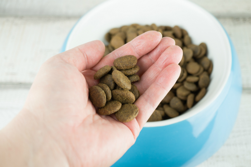 Woraus besteht gutes Hundefutter? | Hunde-Kausnacks Magazin