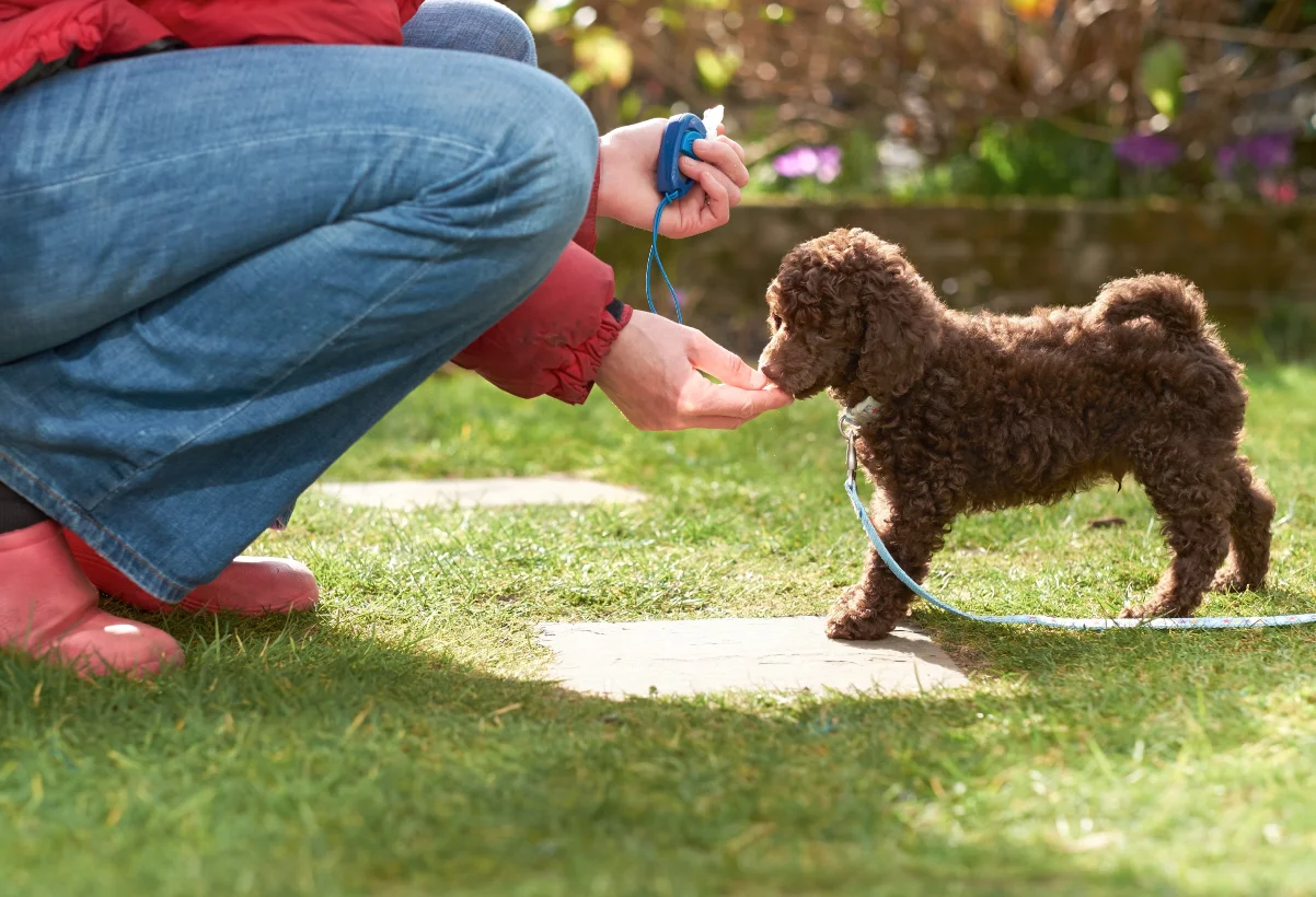 Belohnung bei Klick! Mit dem Clickertraining können Sie die Leistung Ihres Hundes gezielt belohnen. Hund belohnen mit Hilfe eines Klicktons
