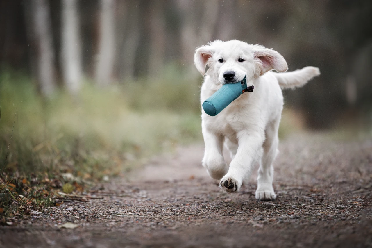 Dummytraining als Belohnung für den Hund Dummytraining als Belohnung für den Hund