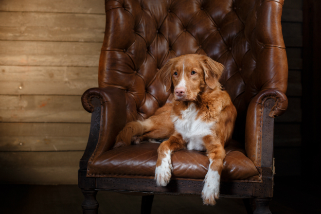 Hundefutter für Senioren HundeKausnacks Magazin