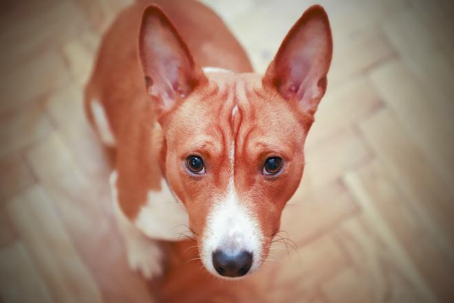 Wie Sie ihrem Hund das Betteln abgewöhnen HundeKausnacks Magazin