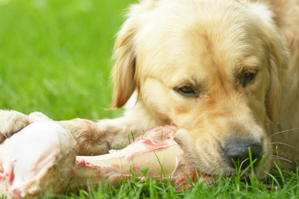 Eine ausgewogene Vitamin- und Mineralstoffmischung ist bei Hundesenioren wichtig