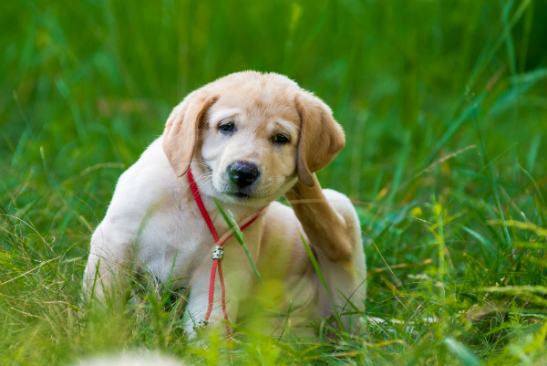 Kratzt Ihr Hund sich übermäßig oft und intensiv, könnte er an Fellmilben leiden