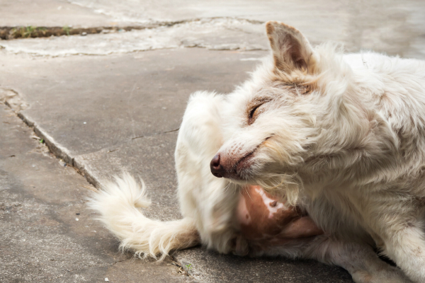 Unstillbarer Juckreiz bei Hunden ist ein Zeichen für einen Befall von Räudemilben