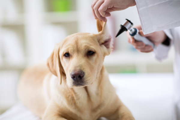 Ohrenentzündungen sind mögliche Folgeerkrankungen von Milbenbefall beim Hund