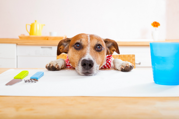 Hat der Hund beim Betteln erfolg, wird er es immer wieder versuchen