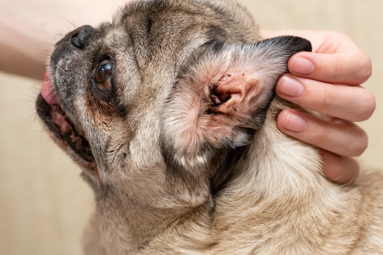 Ohrmilben beim Hund erkennt man häufig am schwarzbraune, krümelige Sekret. Ohrmilben beim Hund erkennen