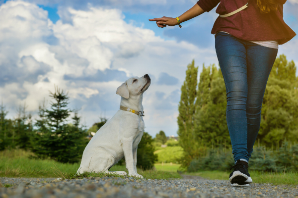 Mit der richtigen Erziehung wird jeder Hund zum liebevollen Familienhund