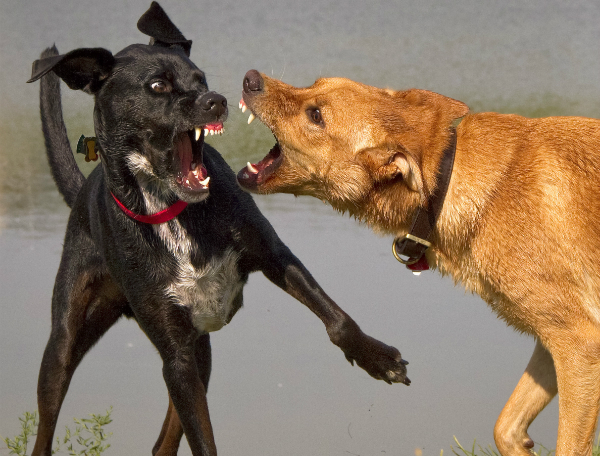 Das Vorurteil "Kampfhund" kommt den Rassen zugute, die für Hundekämpfe aggressiv trainiert wurden