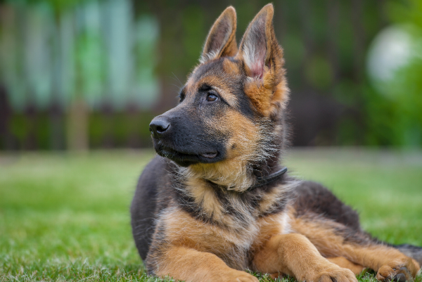 Junger Deutscher Schaeferhund