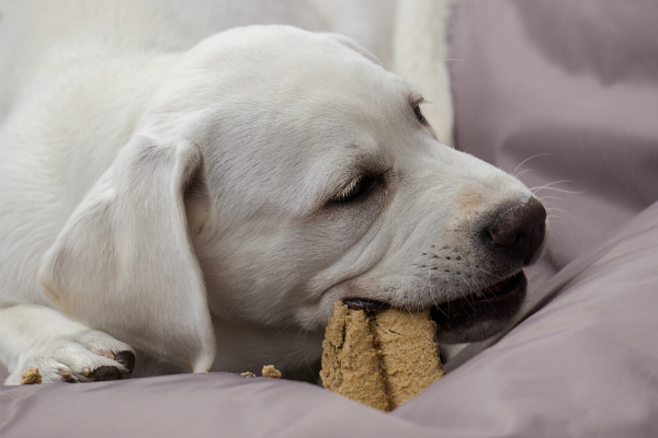 Junger Labrador Retriever Hund frisst einen Hundekeks