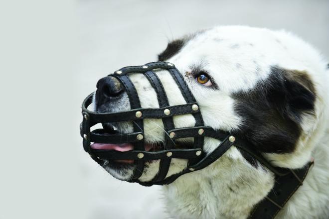 Welche Hunde sind Listenhunde?