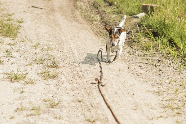 Kleiner Jack Russell Terrier an der Schleppleine