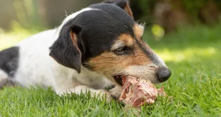 Welches Fleisch dürfen Hunde fressen, Vierbeiner kaut am Knochen