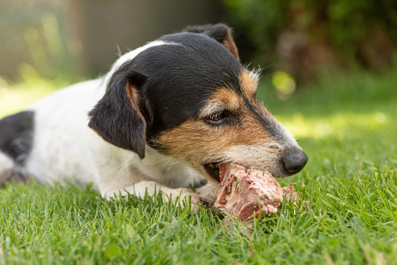 Welches Fleisch dürfen Hunde fressen, Vierbeiner kaut am Knochen