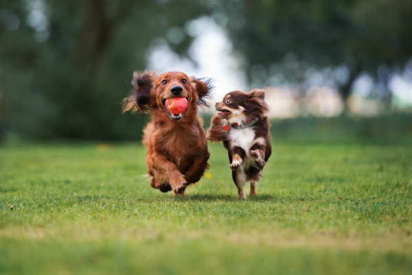 Dackel und Chihuahua