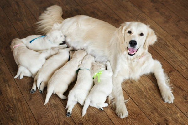 Golden Retriever mit Welpen