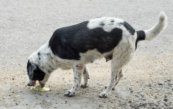 Hastiges Fressen ist ein weiterer Grund, warum Hunde erbrechen können