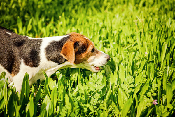 Wenn der Hund Gras gefressen hat, muss er häufig erbrechen, da es sich schlecht verdaut