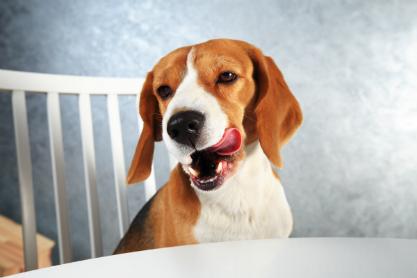 Zuerst sollten Sie Ruhe bewahren, wenn der Hund erbricht, damit er nicht in Hysterie gerät