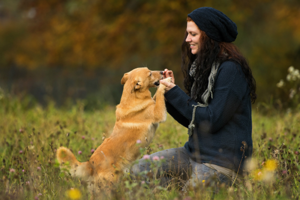 Hundekausnacks eignen sich wunhderbar als kleine Belohnung für den Vierbeiner