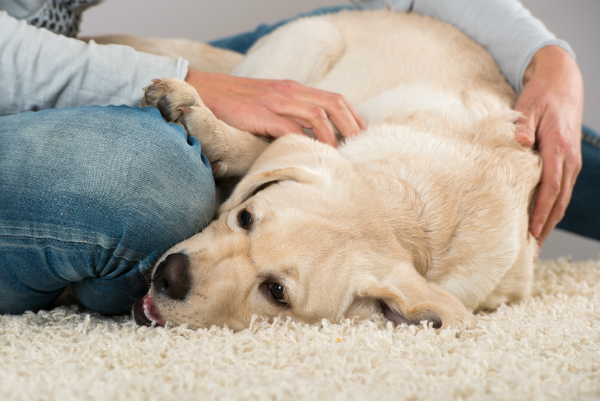 Ob Ihr Hund das Futter vertraegt, laesst sich meist an seinem Fell erkennen