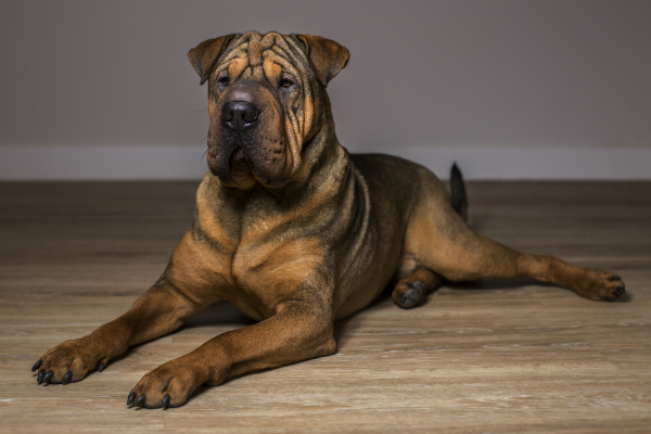 Shar-Pei