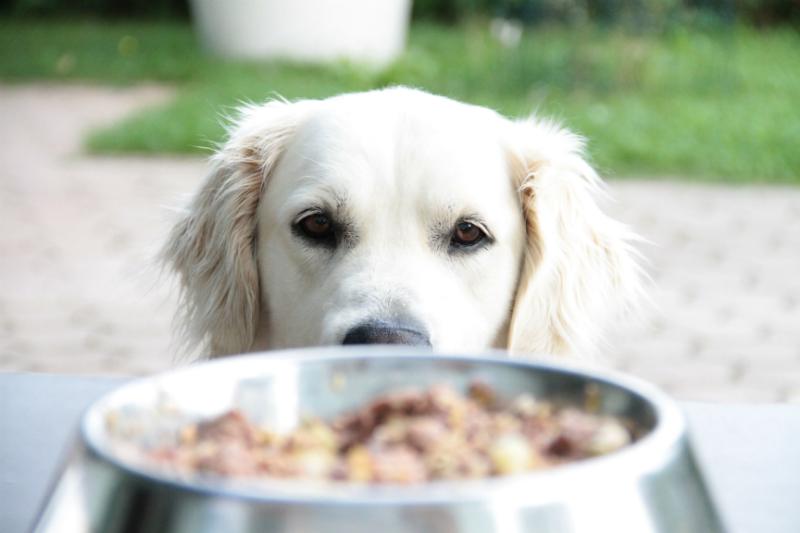 So klappt die Futterumstellung beim Hund