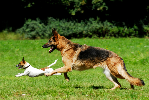 Viele Rassehunde sind ueberzuechtet