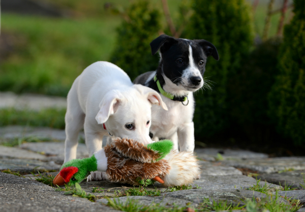 Welpen spielen mit Plueschtier