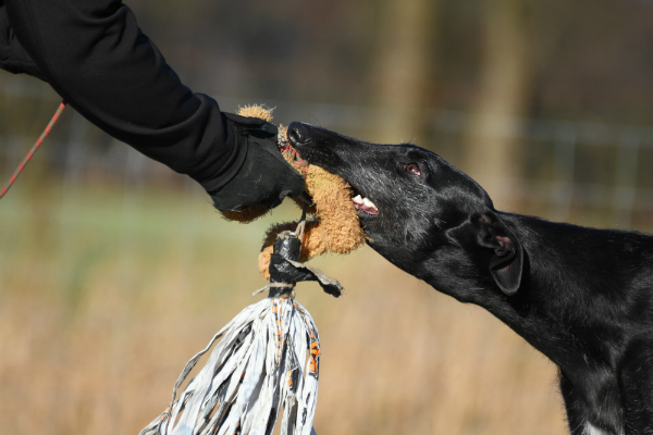 Windhund haelt gefangene Beute fest