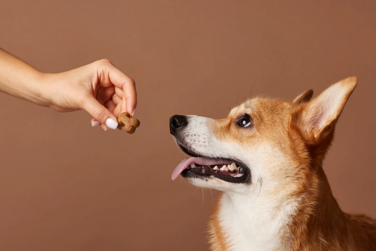 Gesunde Hundesnacks sind frei von chemischen Zusätzen