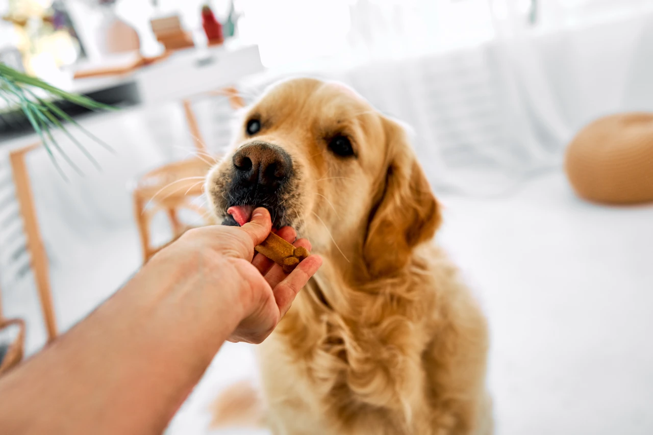 Golden Retriever bekommt einen gesunden Hundesnack mit Proteinen, Vitaminen und Mineralstoffen
