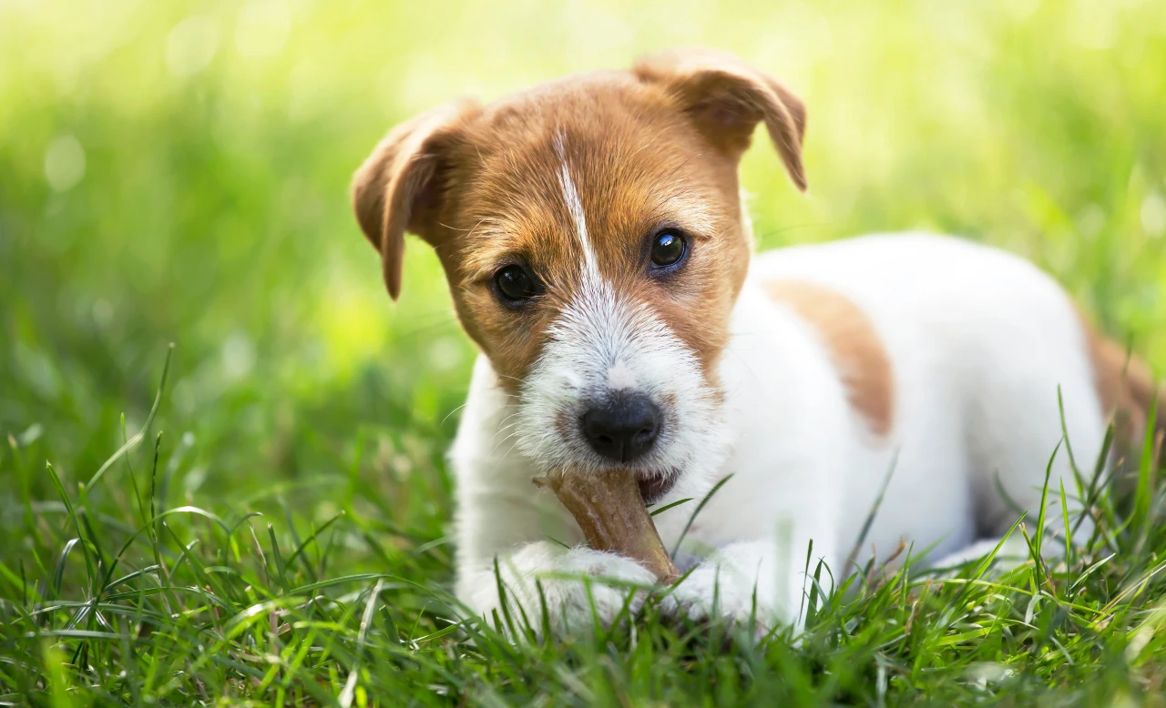 Gesunde Hundesnacks, Welpe liegt im Gras und kaut an einem naturbelassenen Kauknochen