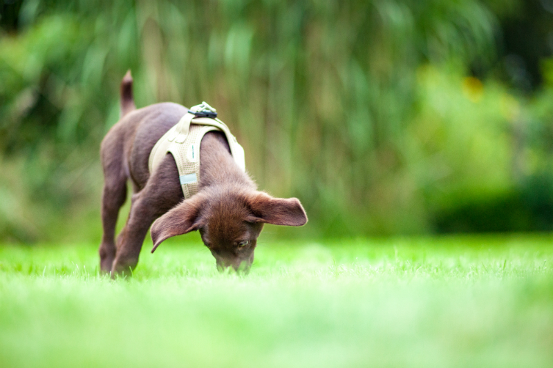 AntiGiftköderTraining für Hunde HundeKausnacks Magazin