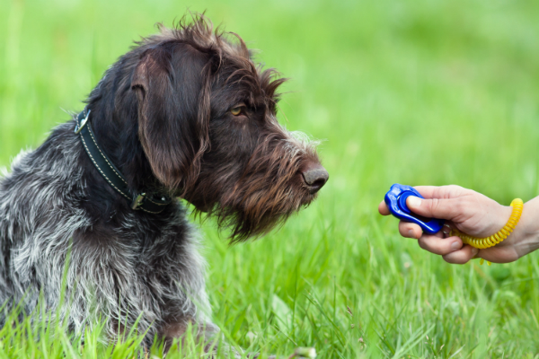 Clicker-Training zur Hundeerziehung