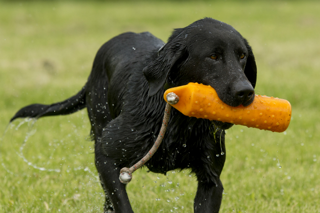 Dummytraining mit dem Hund HundeKausnacks Magazin