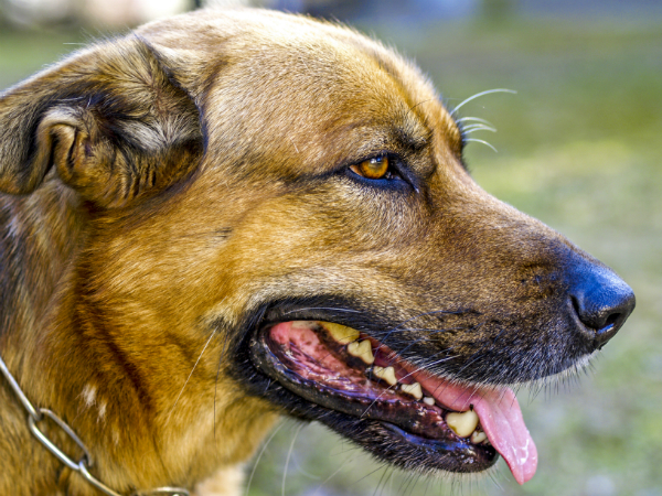 Die Abwehrkräfte des Hundes können durch verschiedene Faktoren geschwächt werden