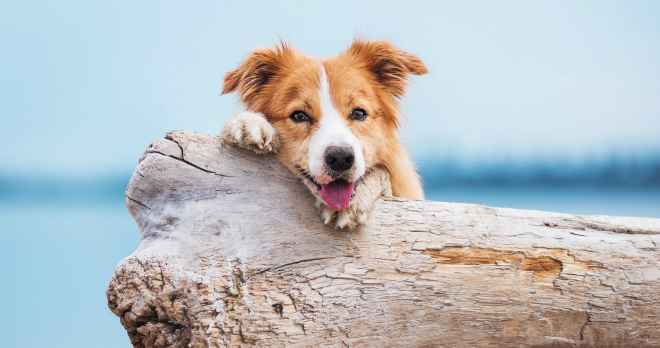Immunsystem stärken beim Hund HundeKausnacks Magazin