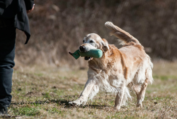 Ihr Hund sollte die Grundkommandos am besten bereits können