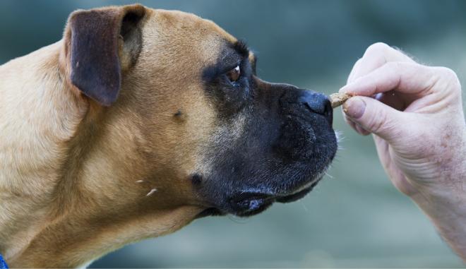 Getreidefreies Hundefutter mit hohem Fleischanteil