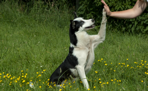 Das Dummytraining ist ein spielerisches Training, dass dem Tier gut tut